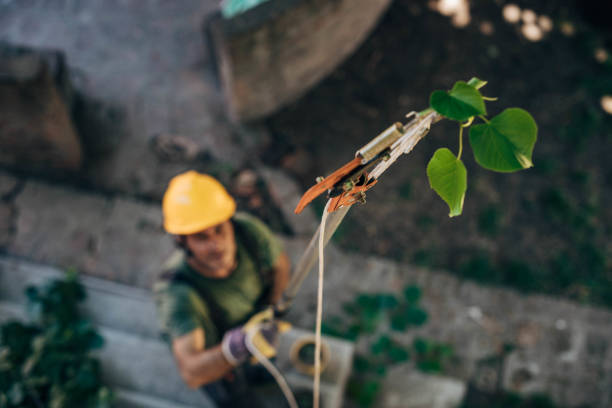 Tree and Shrub Care in Gridley, CA