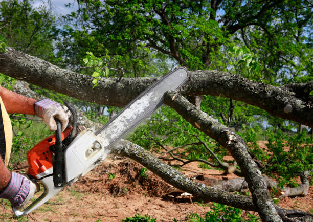 Professional  Tree Services in Gridley, CA